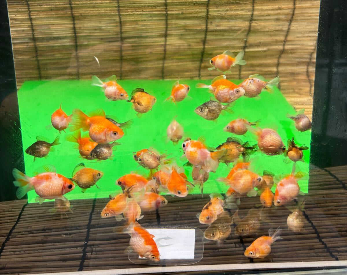 ピンポンパール@当歳魚@桶内全部50匹C拍卖