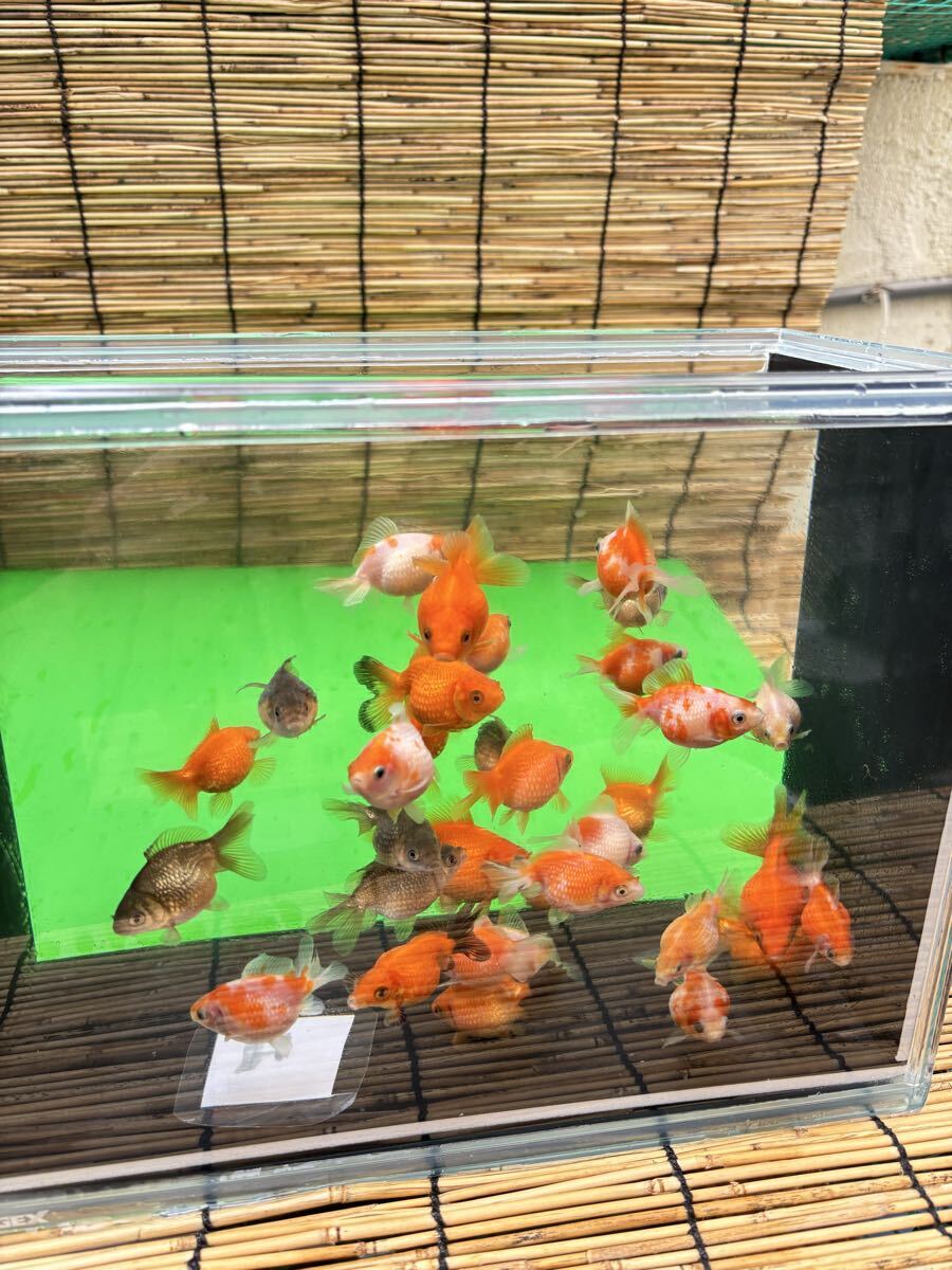 ピンポンパール@当歳魚@桶内全部30匹プラスα拍卖