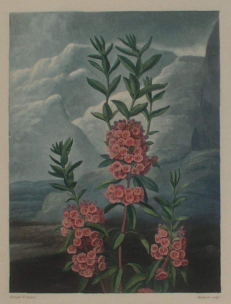 R.J.ソーントン 「フローラの神殿:カルミア」 クォート版 1812年拍卖