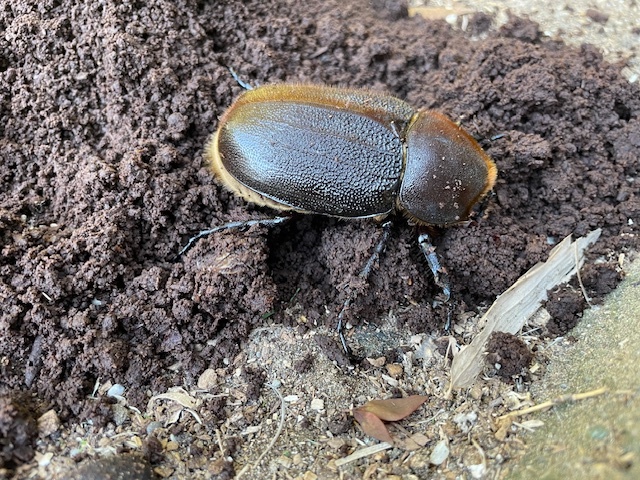 DHヘラクレス(AGアウト+他♂) ♀単73ミリ 後食開始拍卖