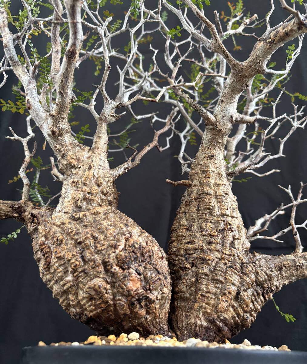 【発根済】 Operculicarya pachypus オペルクリカリア パキプス ダブルヘッド 2頭 コーデックス グラキリス 塊根 拍卖