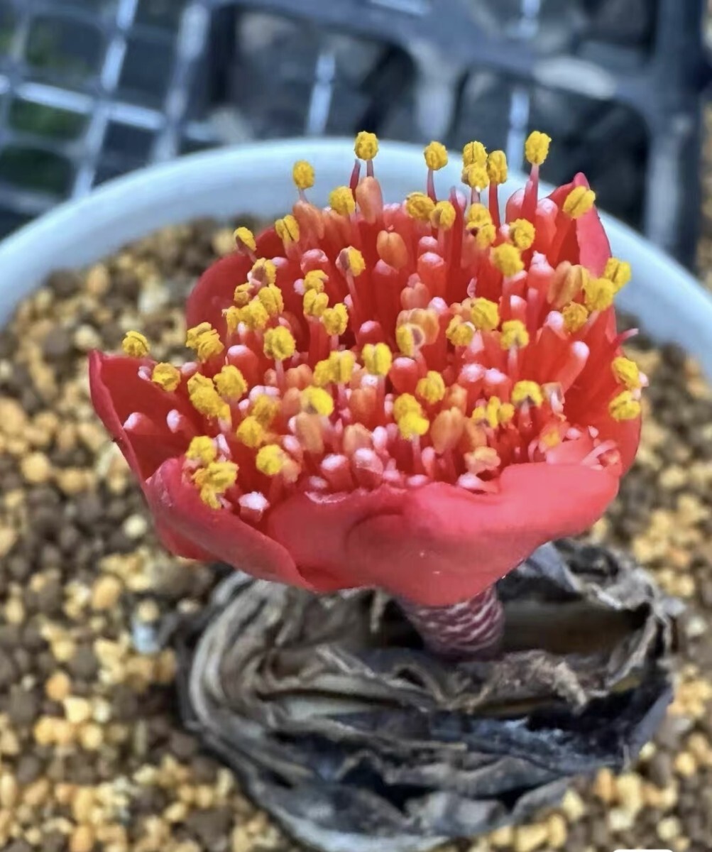 M19 【パンダ園芸】南アフリカ原種 Haemanthus coccineus ハエマンサス 超希少 限定株拍卖