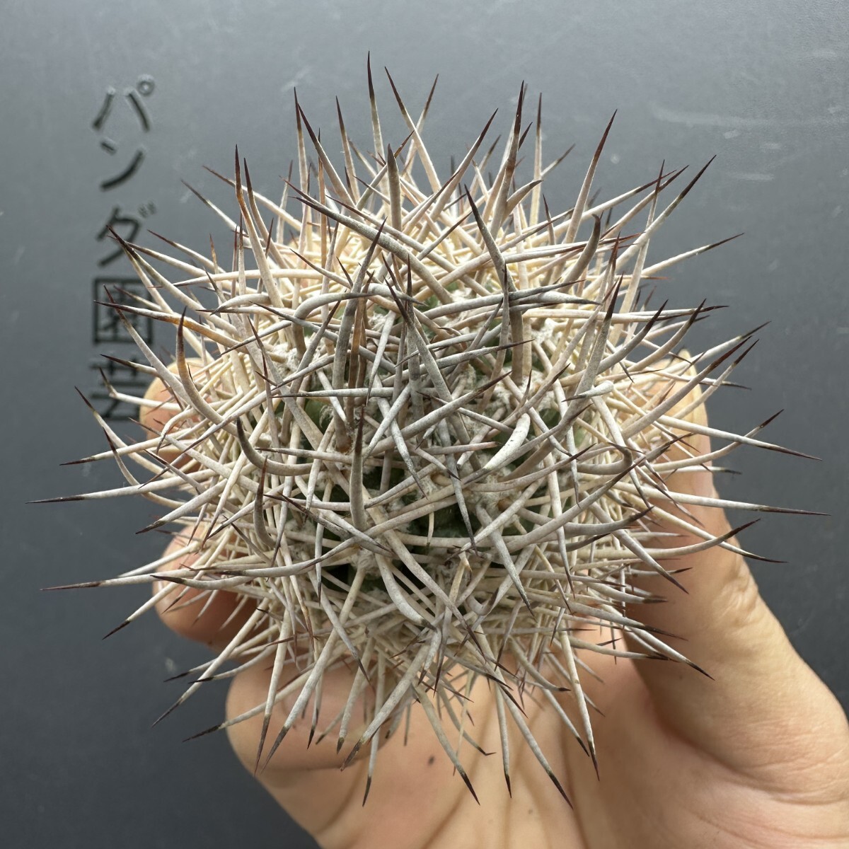 M4 【パンダ園芸】サボテン ピロカクタス ブルボカリクス pyrrhocactus bulbocalyx 逆豹丸 拍卖