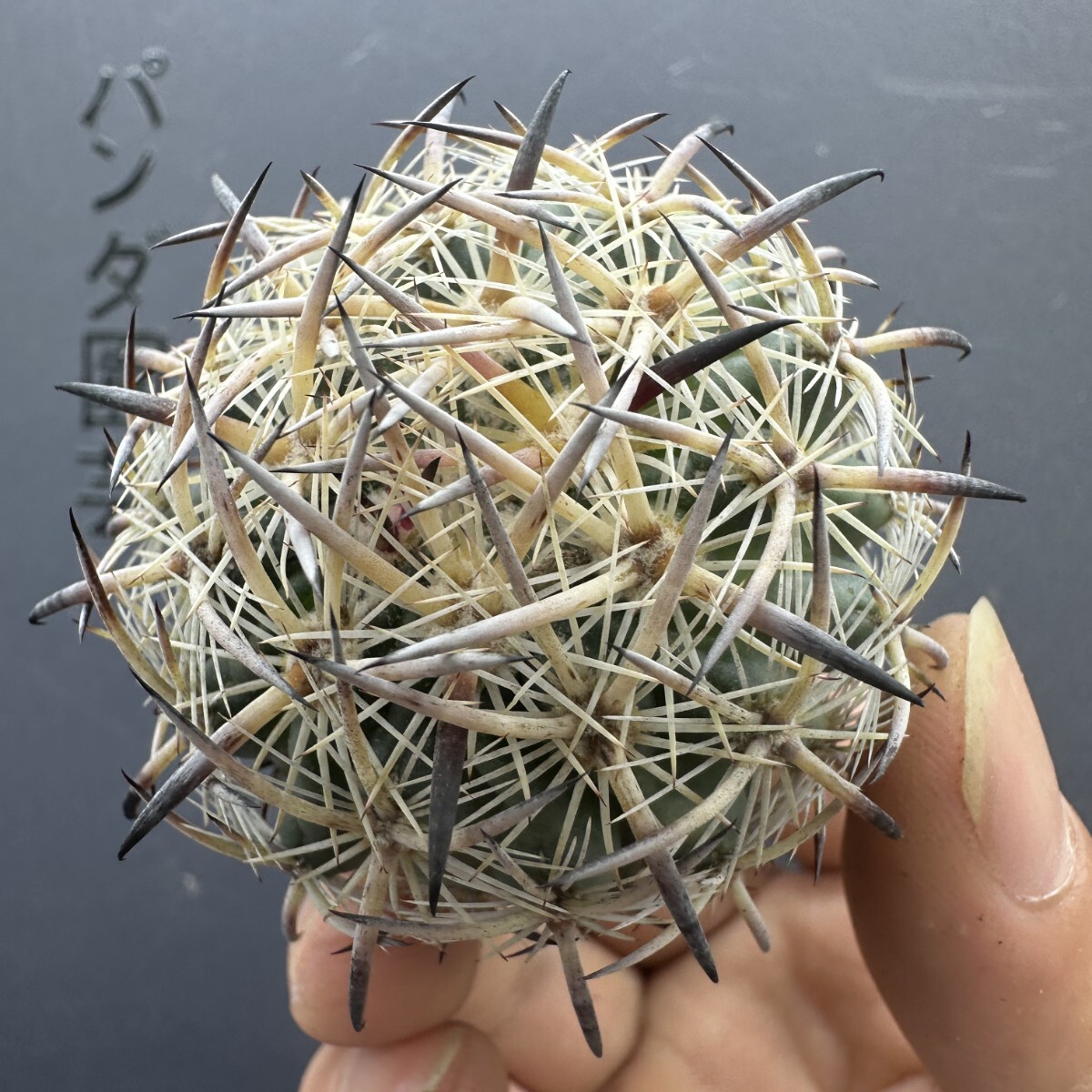 M5 【パンダ園芸】 多肉植物 サボテン 虎爪玉 Echinomastus unguispinus v.laui拍卖