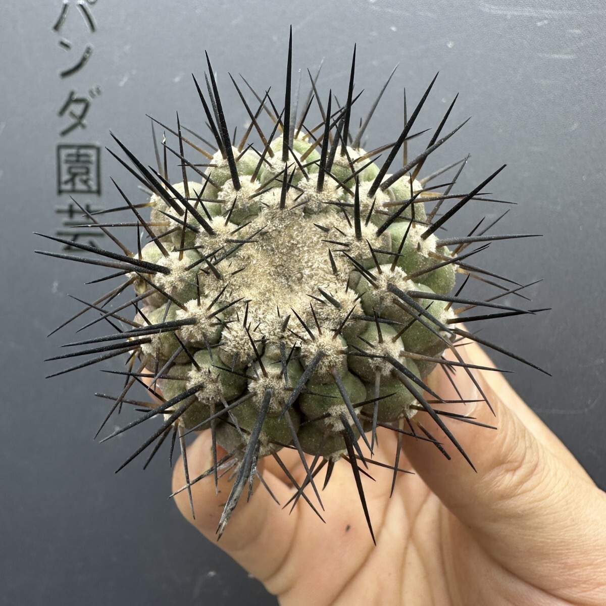 M7 【パンダ園芸】サボテン コピアポア シネレア 黒王丸 Copiapoa cinerea 拍卖