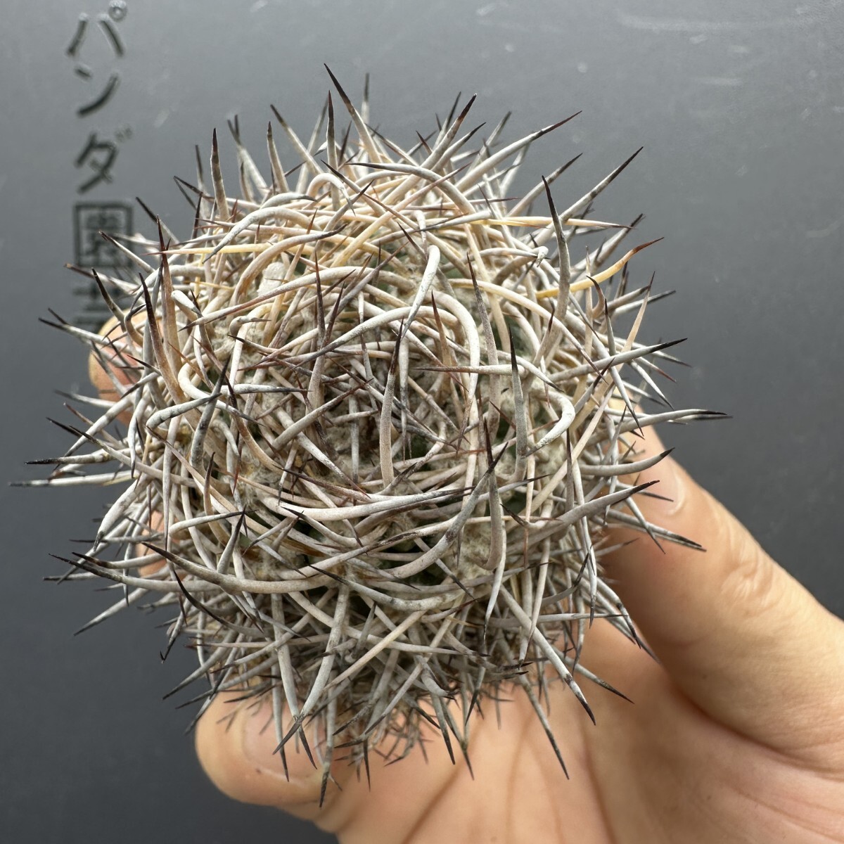 M11 【パンダ園芸】サボテン ピロカクタス ブルボカリクス pyrrhocactus bulbocalyx 逆豹丸 拍卖