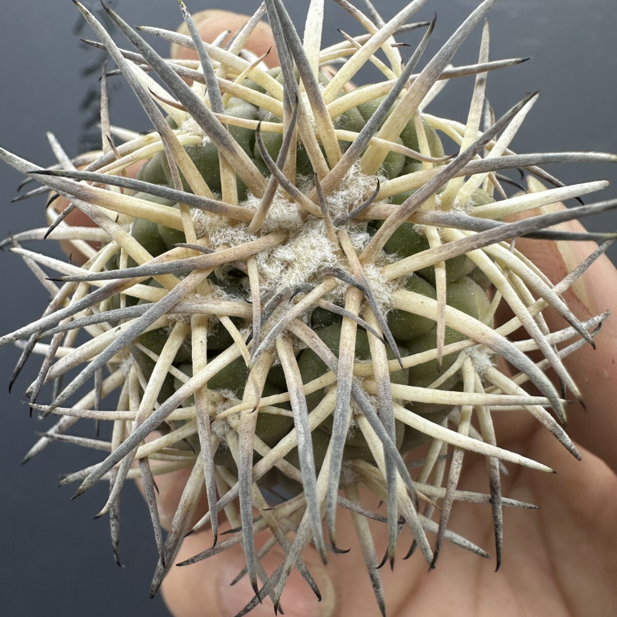 M14 【パンダ園芸】サボテン 特選 天平丸 ギムノカリキウム Gymnocalycium spegazzinii 拍卖