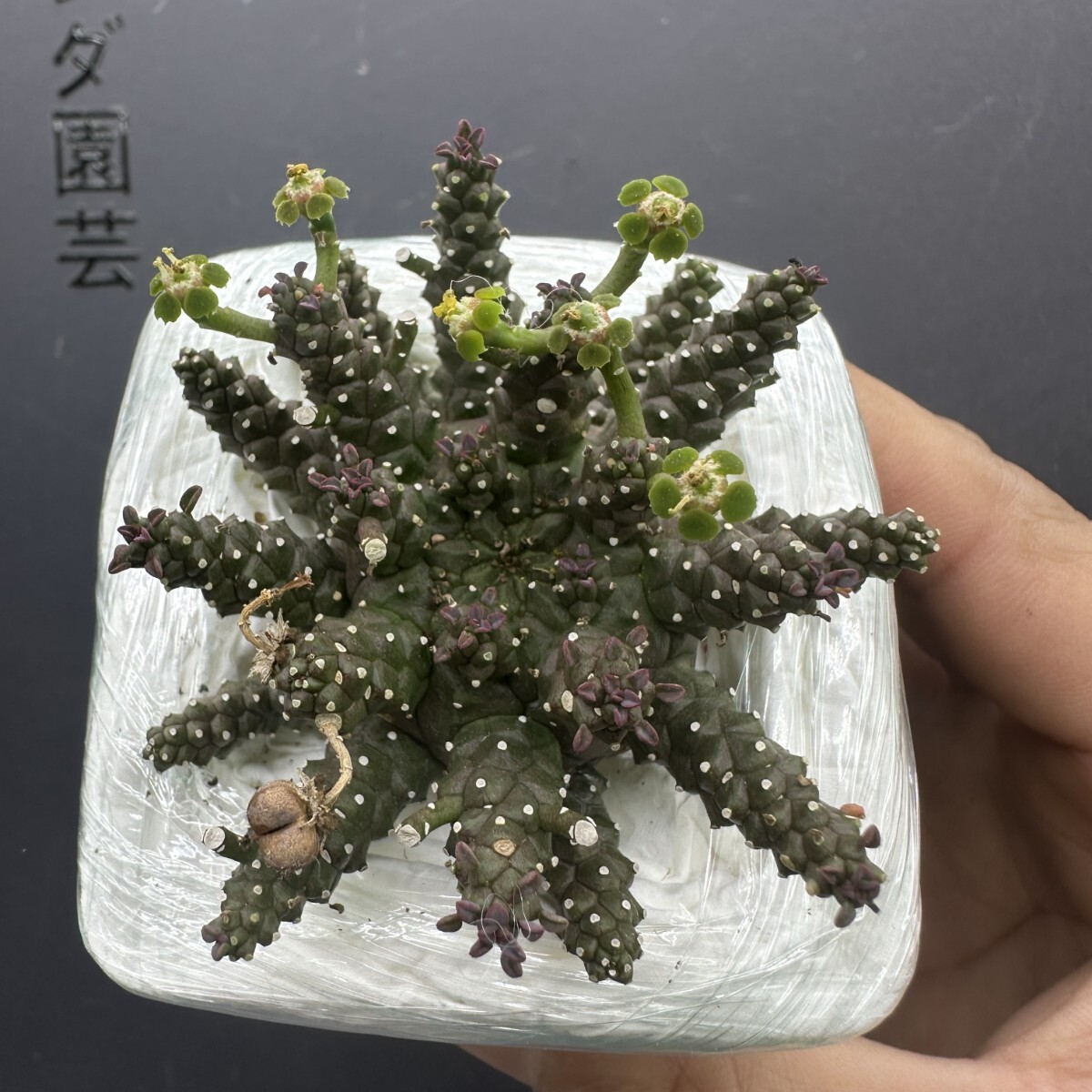 M16 【パンダ園芸】塊根植物 ユーフォルビア ガムケンシス実生Euphorbia gamkensis 大株 鉢付きで発送致します拍卖