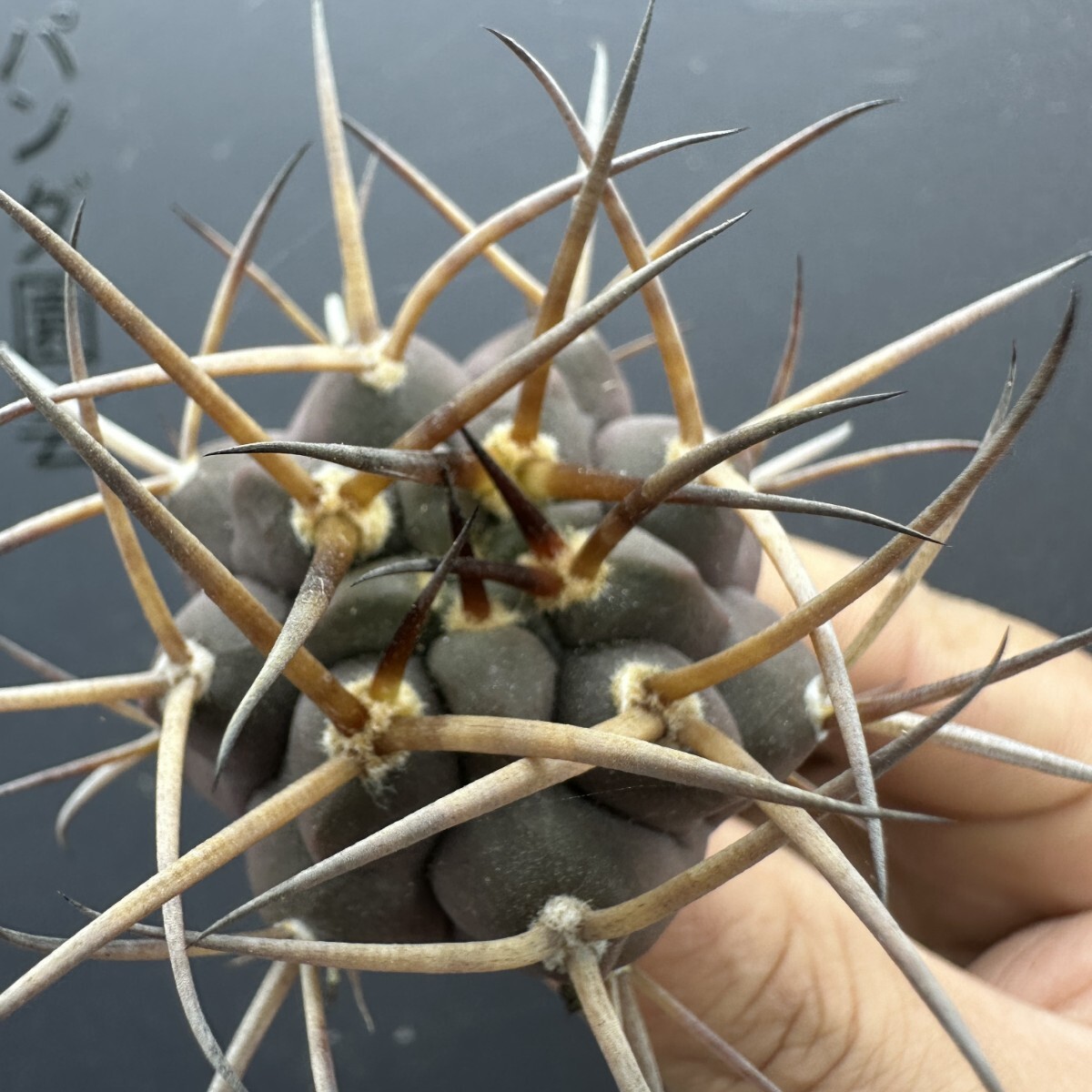 M20 【パンダ園芸】サボテン 多肉植物 ギムノカリキウム 特選実生 守金魔天竜拍卖