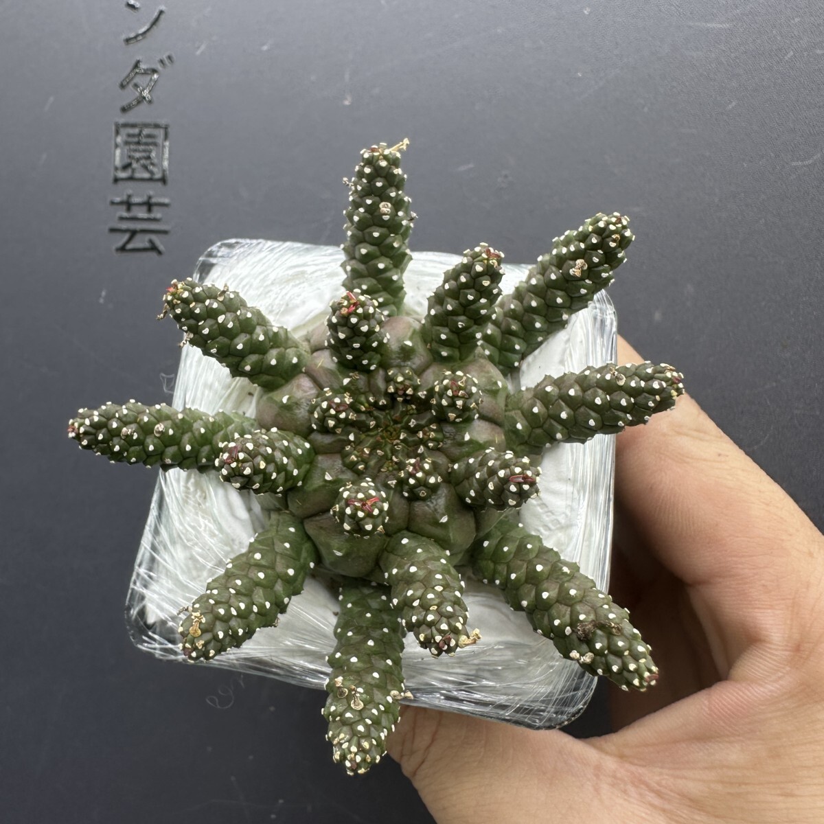 M21 【パンダ園芸】塊根植物 ユーフォルビア ガムケンシス実生Euphorbia gamkensis 大株 鉢付きで発送致します拍卖