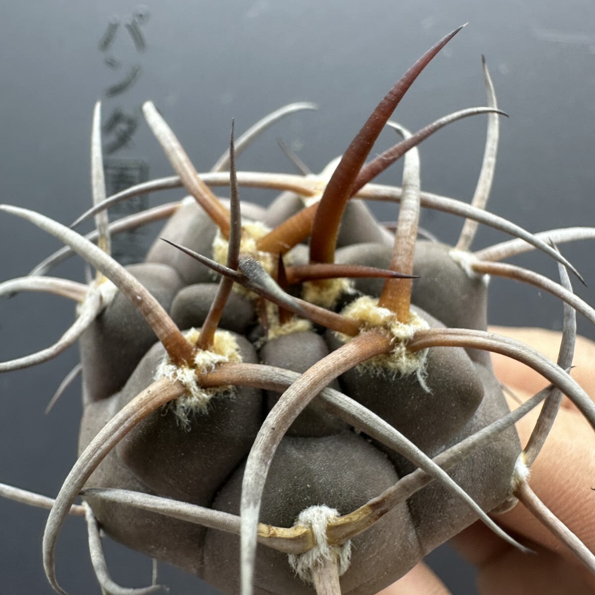 M22 【パンダ園芸】サボテン 多肉植物 ギムノカリキウム 特選実生 守金魔天竜拍卖