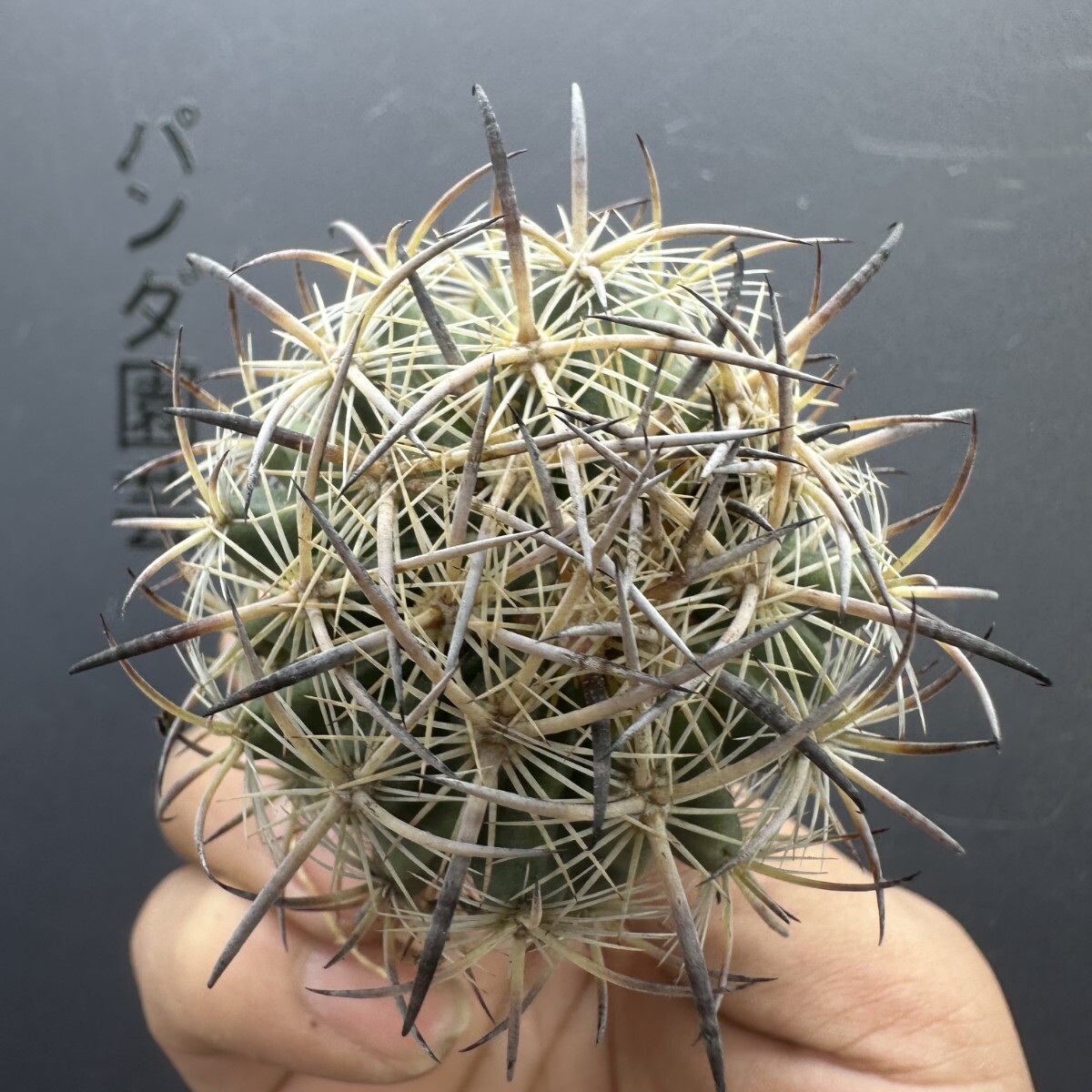 M23 【パンダ園芸】 多肉植物 サボテン 虎爪玉 Echinomastus unguispinus v.laui拍卖