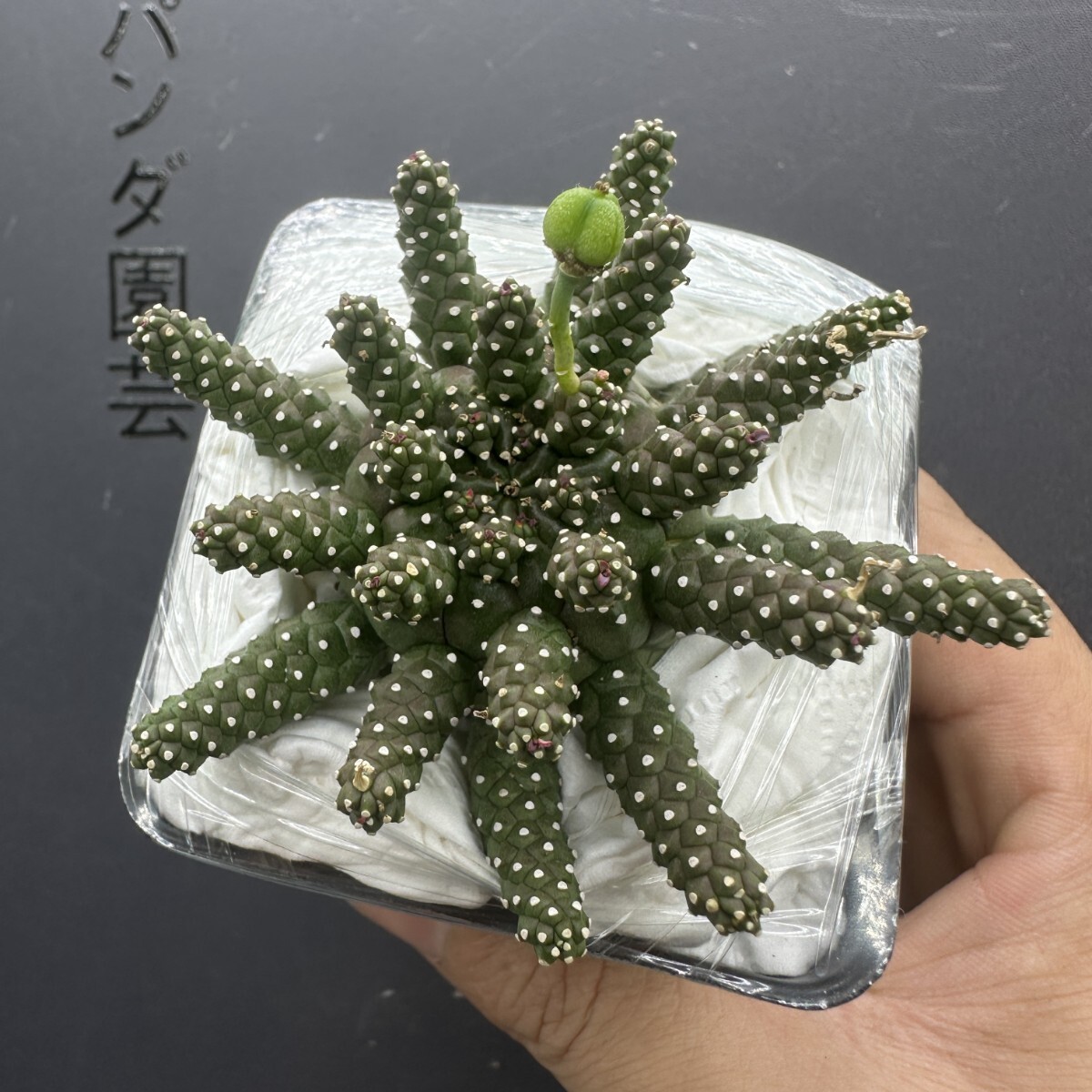 M24 【パンダ園芸】塊根植物 ユーフォルビア ガムケンシス実生Euphorbia gamkensis 大株 鉢付きで発送致します拍卖