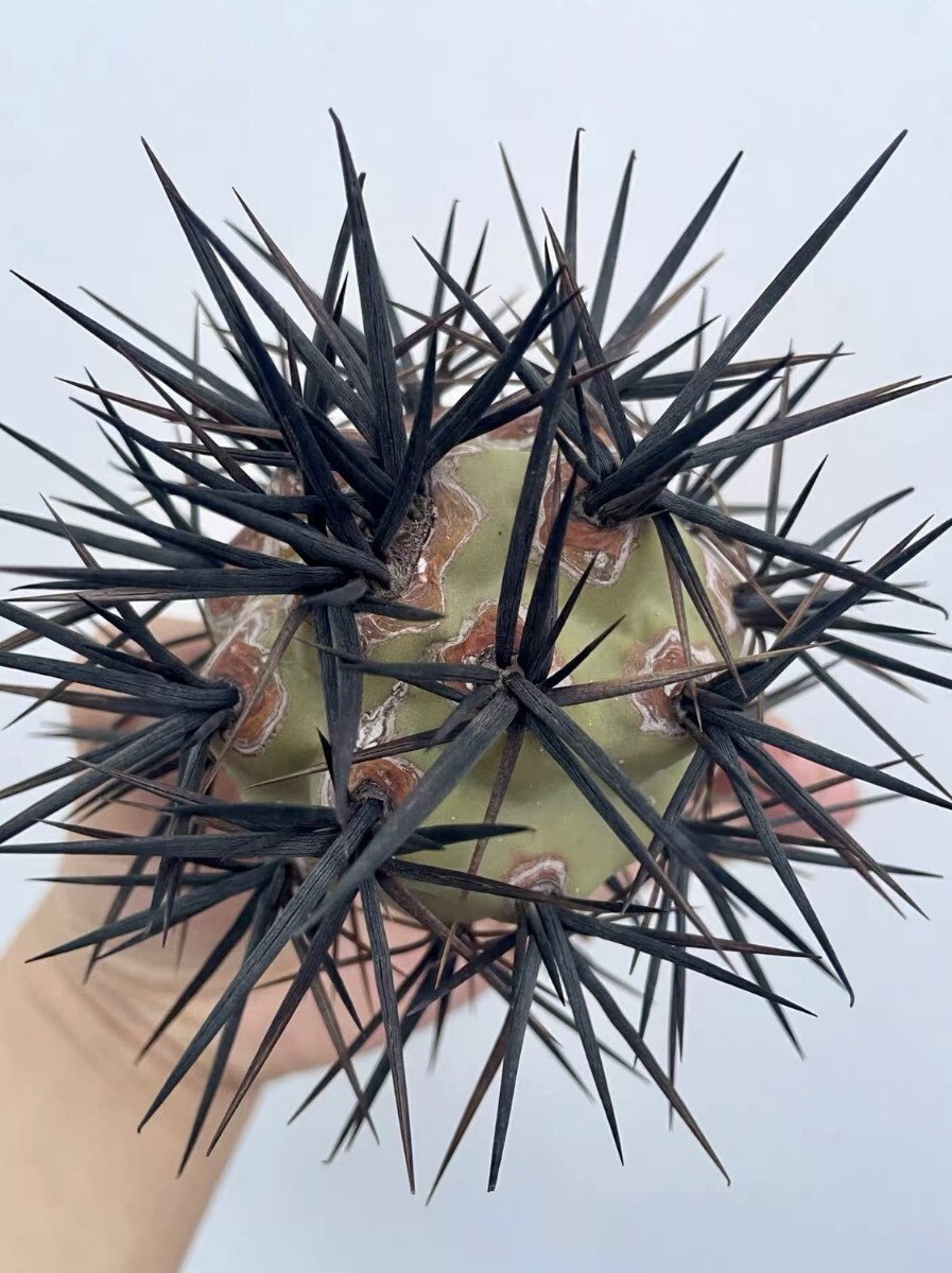 M15 【パンダ園芸】 サボテン Tephrocactus geometricus 'Diablo' (Black fat spines)テフロカクタス ゲオメトリクス ディアブロ 希少 拍卖
