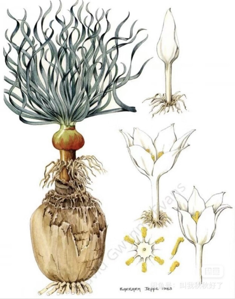 M26 貴重植物 現地株 Gethyllis namaquensis 超希少 限定株 拍卖