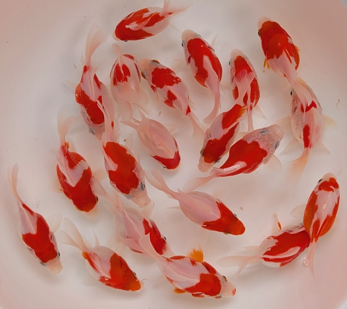 2025年産 玉サバ 20尾セット 新潟県産【也.12】拍卖