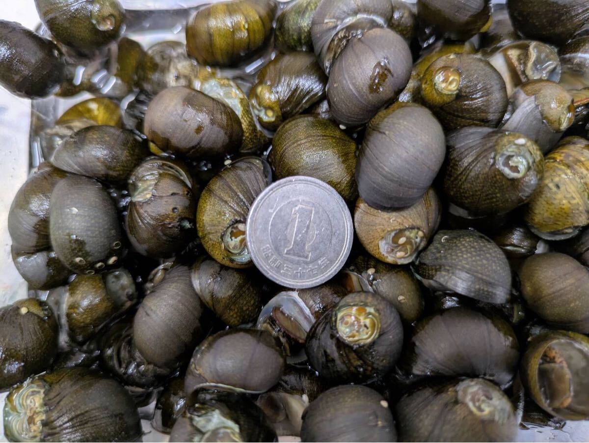1. 石巻貝(大)100個拍卖