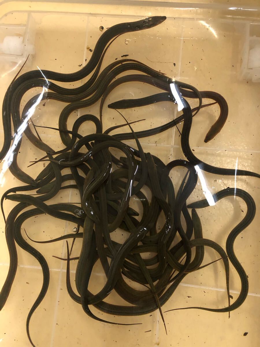 タウナギ±25〜30㎝ 1匹拍卖