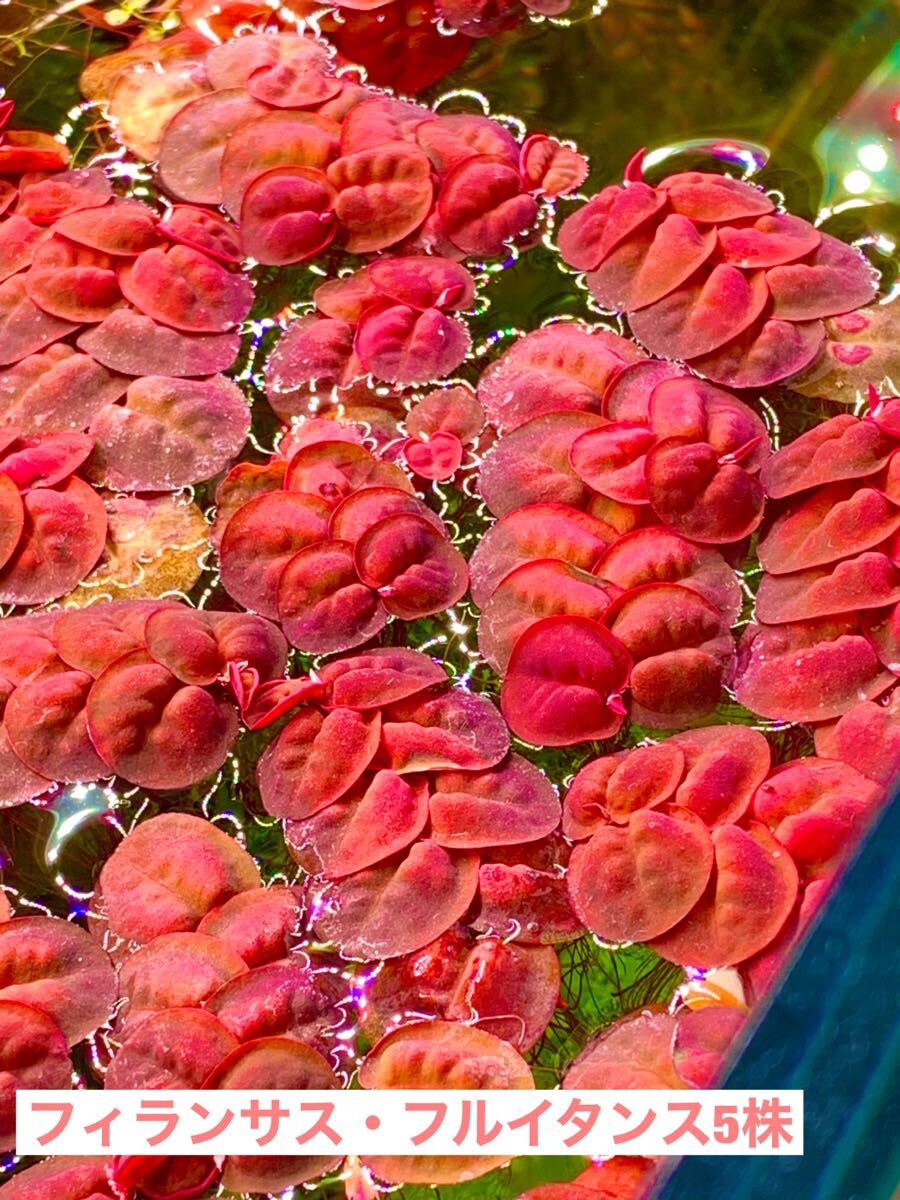 フィランサス・フルイタンス5株拍卖