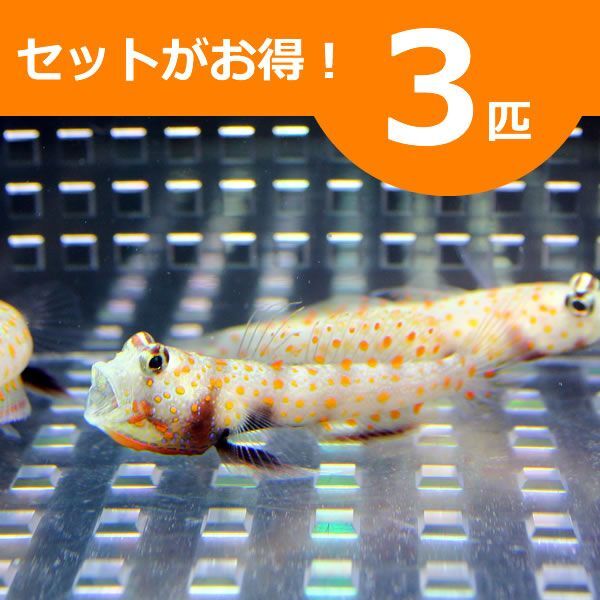 ヤマブキハゼ 4-6cm± 3匹セット 海水魚 ハゼ(A-0016) 海水魚 サンゴ 生体拍卖
