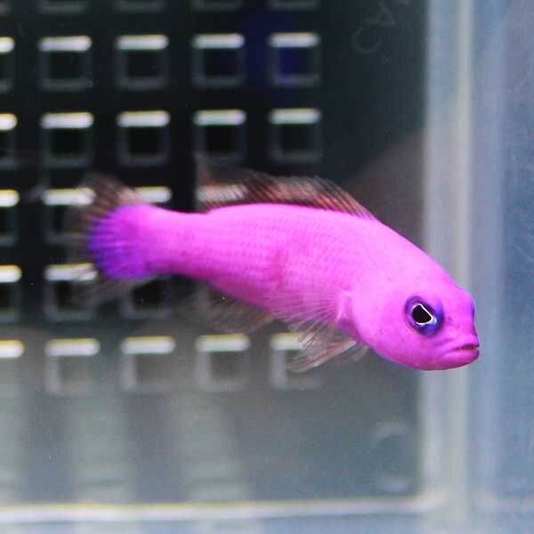 クレナイニセスズメ 10匹セット (A-2665) 海水魚 サンゴ 生体拍卖