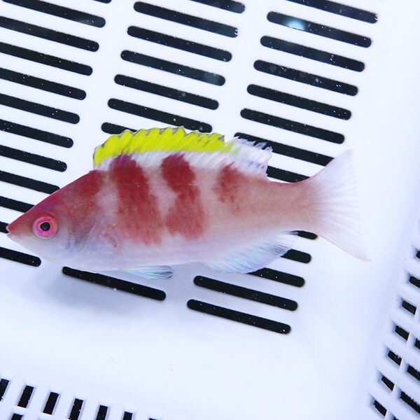イエローフィンフェアリーラス 6-8cm±(A-3001) 海水魚 サンゴ 生体拍卖