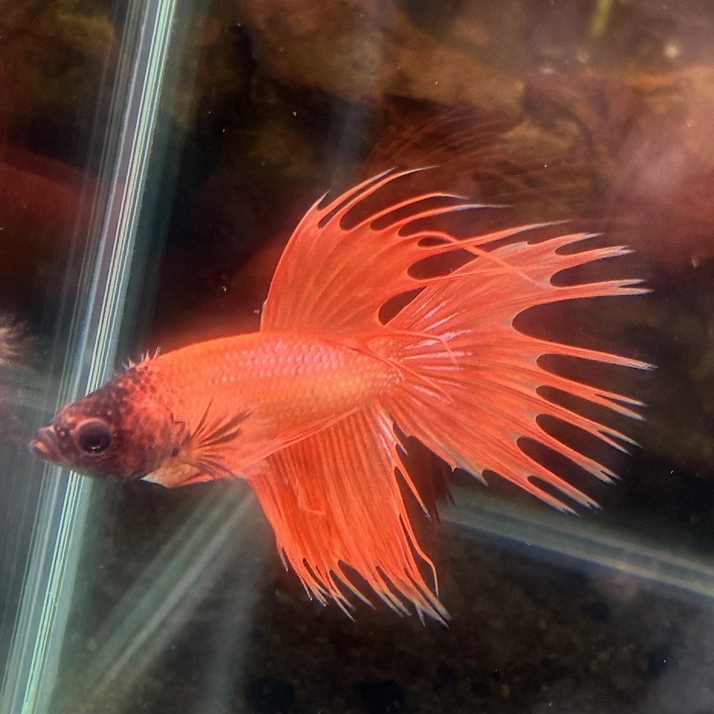 ベタ クラウンテール オス オレンジ 01M0801-003 熱帯魚 生体拍卖