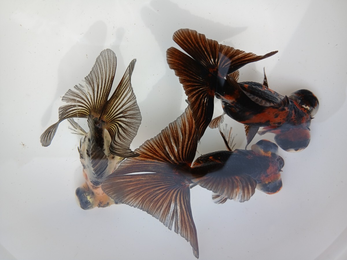 キャリコ蝶尾 約6.5cm~7cm前後 3匹 拍卖