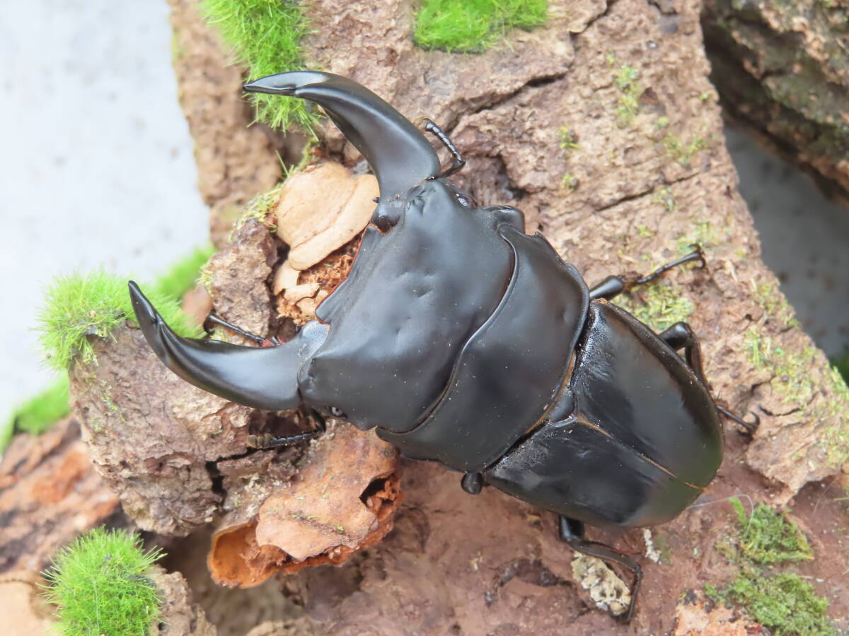 北峰 ◆ ホーペ(ホペイ)◆ BLIZZARD ♂76mm ペア 拍卖