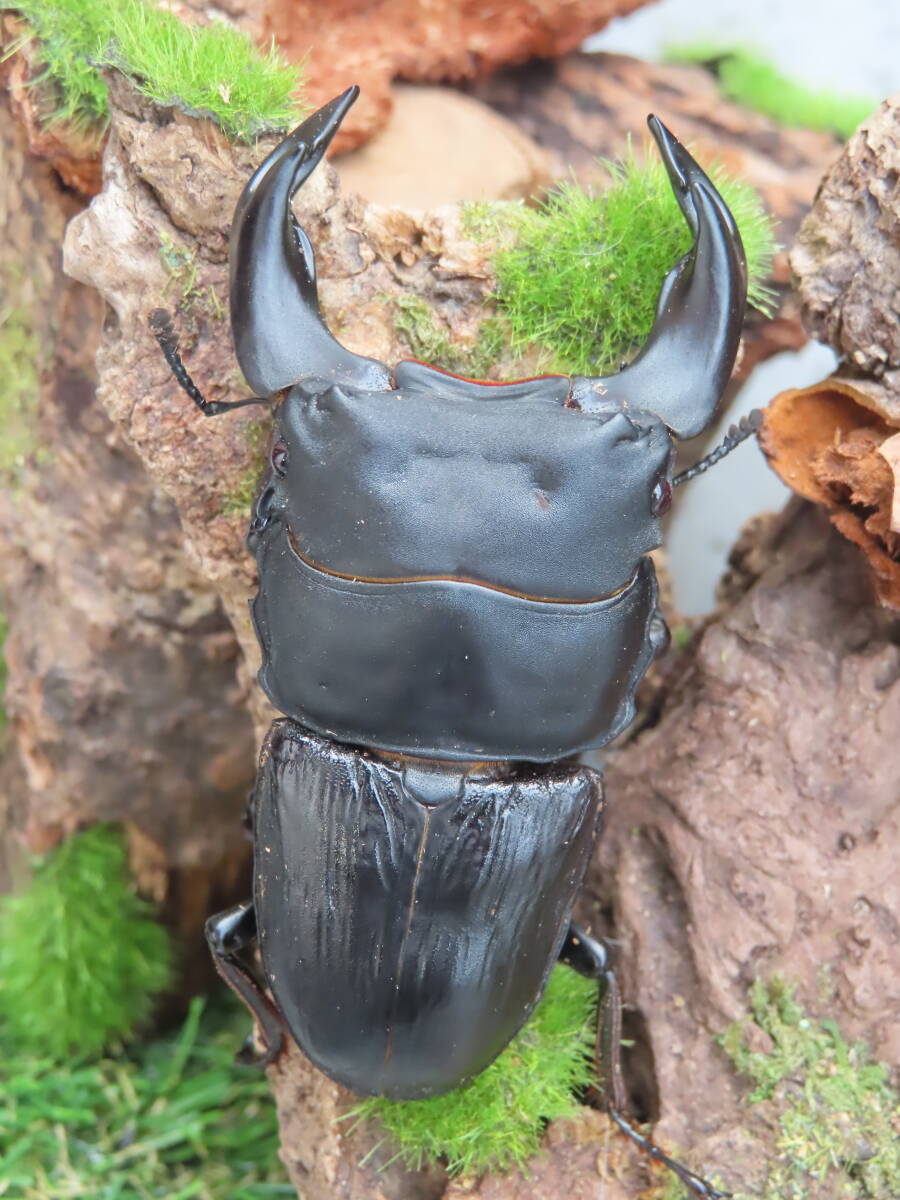 北峰 ◆ ホーペ(ホペイ)◆ FALCON ♂72mm ペア 拍卖