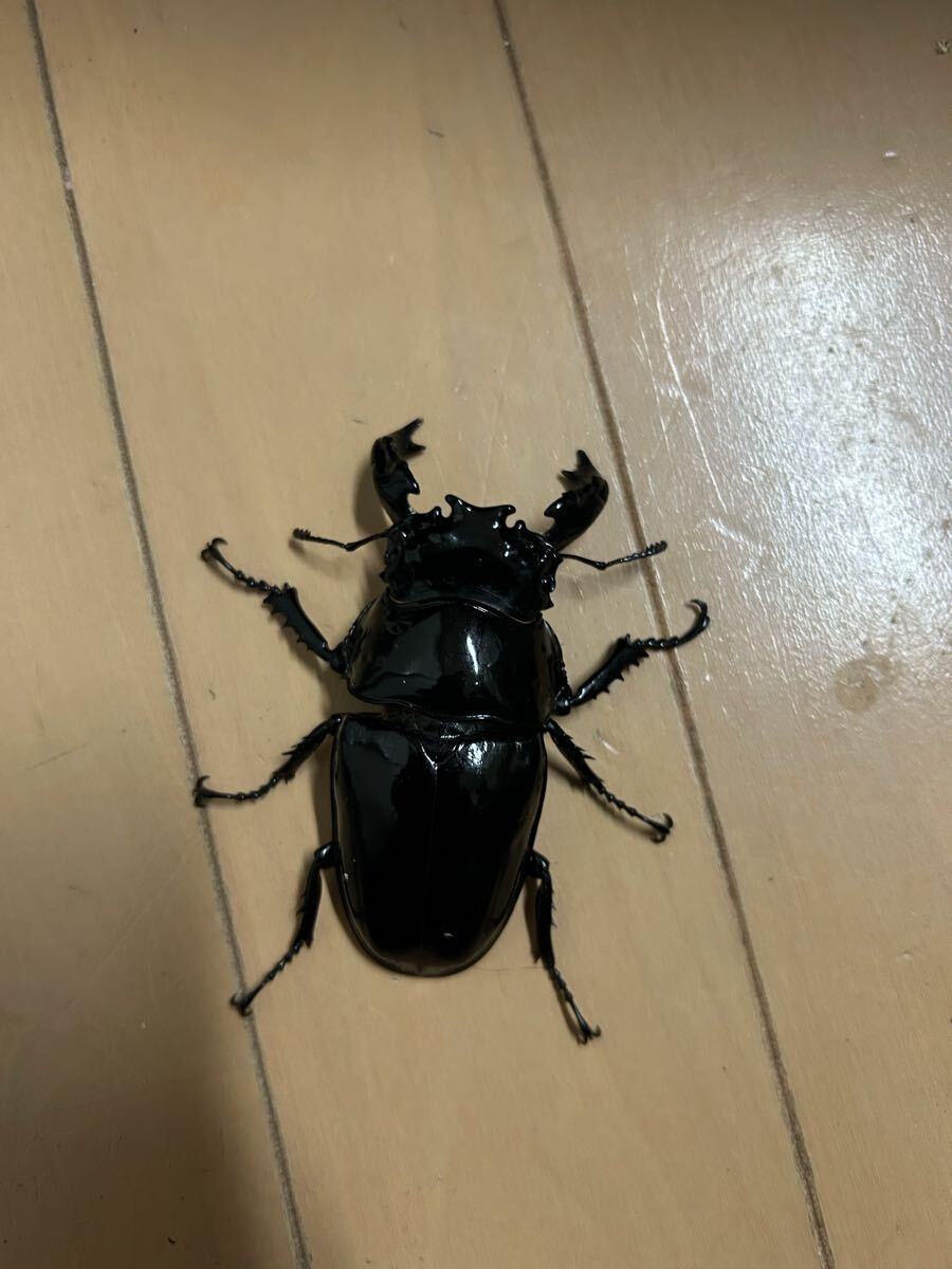 タランドゥスオオツヤクワガタ 即ブリ 大型血統 ♂単品88.5mm拍卖
