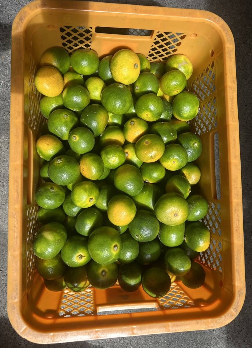 1円~和歌山 極早生みかん(訳あり)10kg拍卖