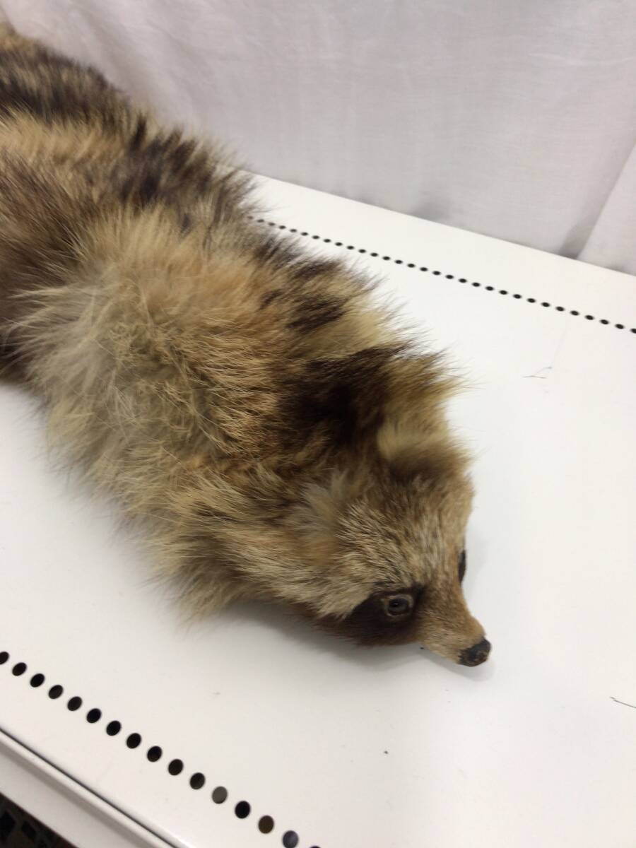 狸 マフラー ティペット 剥製 C16拍卖