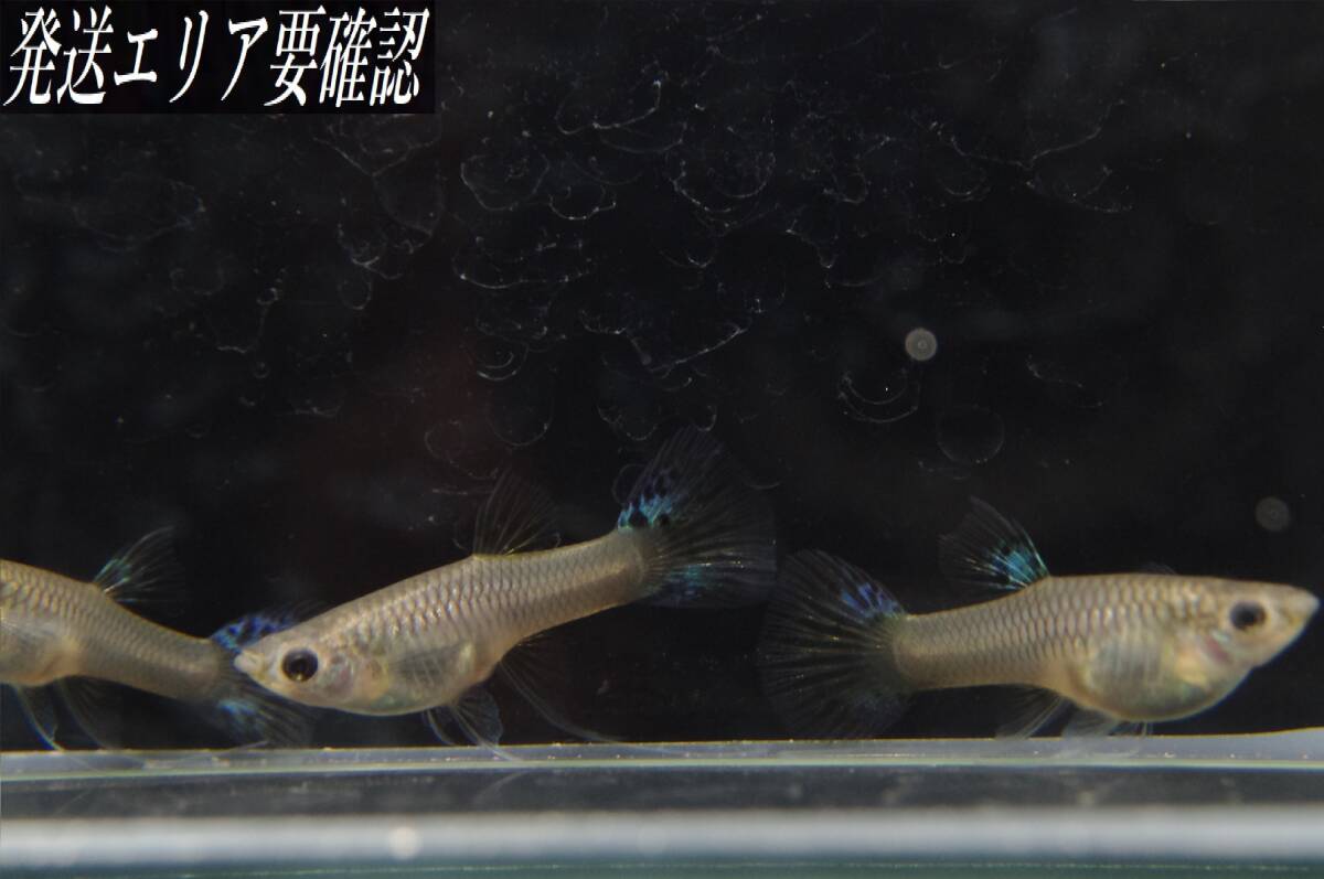 【Big_dream】(西日本限定発送) 国産グッピー ブルーグラス リボン♀3匹 若個体大~若親拍卖