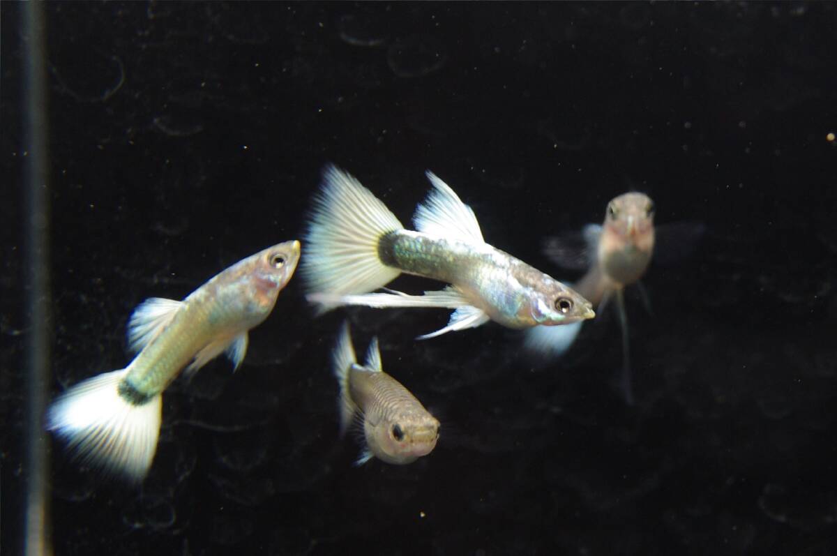 【Big_dream】(西日本限定発送) 国産グッピー ドイツイエロータキシード リボン1トリオ+ノーマル♀1 若個体拍卖