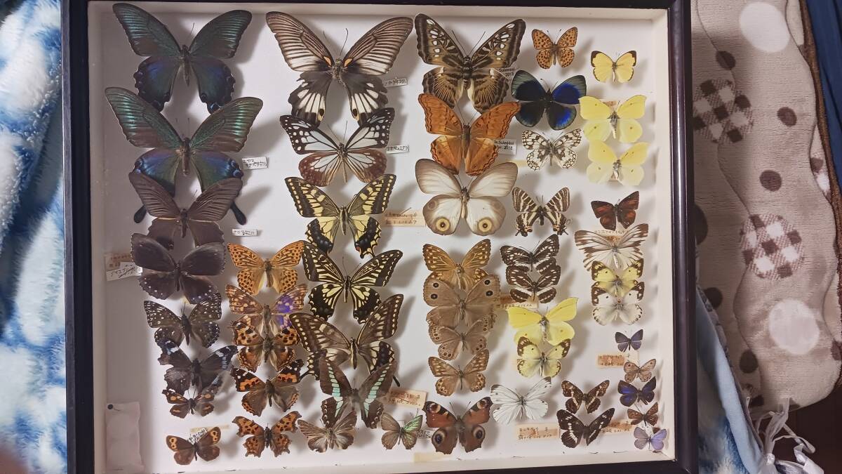 アサキマダラ メダマチョウ タテハチョウ アカネタテハ 他 ドイツ箱拍卖