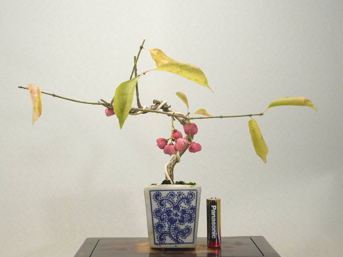 ★小品盆栽★ マユミ (真弓/まゆみ) 実付き拍卖