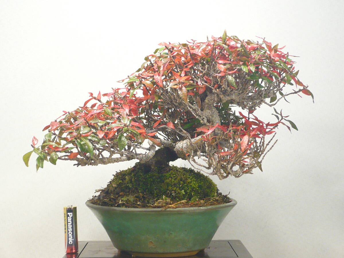 チリメンカズラ (縮緬葛/ちりめんかずら)拍卖