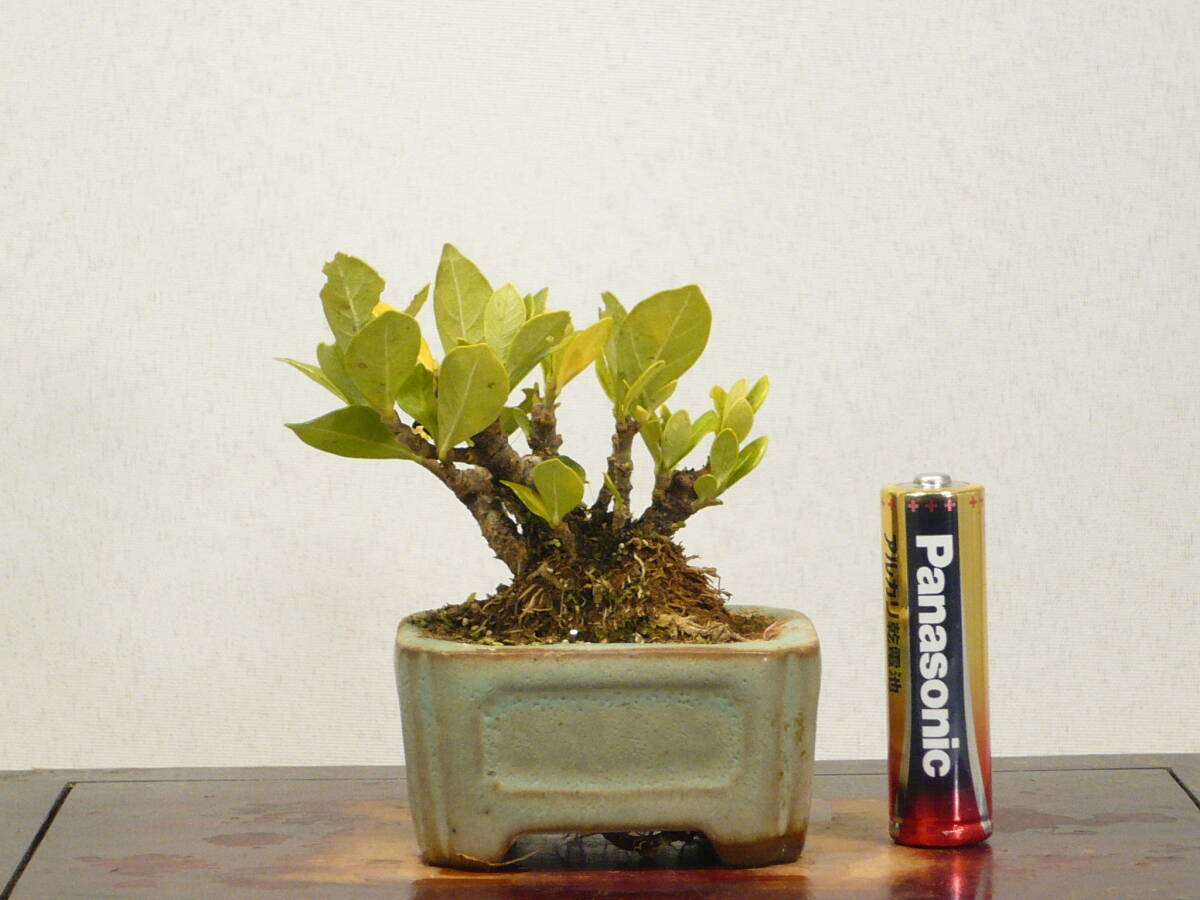 ★豆盆栽★ クチナシ (梔子/くちなし) ミニミニ優良素材拍卖