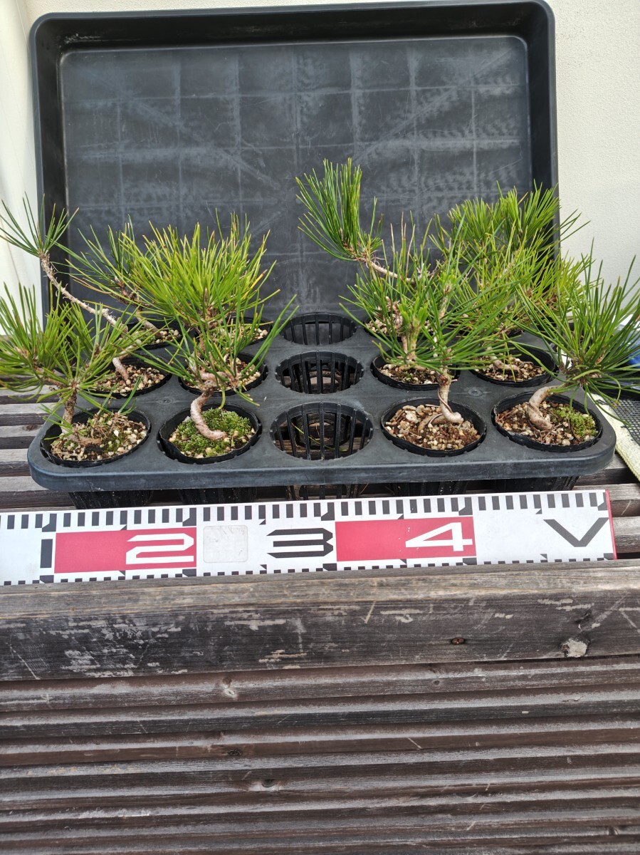 小品盆栽 ミニ盆栽 三河黒松実生曲げ付け12鉢まとめて出品 松柏盆栽 盆栽素材 樹高11から16センチ 送料無料拍卖
