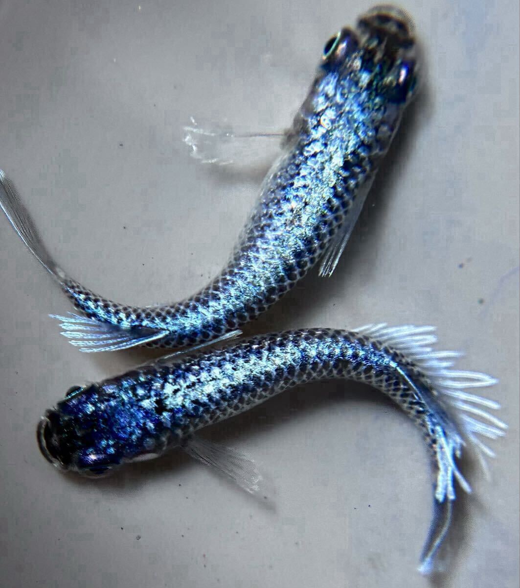 【㊥めだか】初出品《マーメイドブルー》最新品種 有精卵5個(本家垂水様ブリード極上種親)メダカ☆《検索》ギラティナ 星ラメ 銀洒拍卖