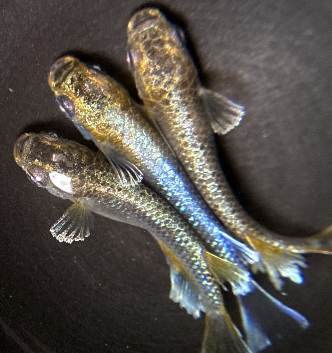 【㊥めだか】現物《マネー》 雄2匹雌1匹【種親は本家夢中めだか様ブリード個体】☆メダカ☆ 《検索》マーメイド 銀洒 ギラティナ 星ラメ拍卖