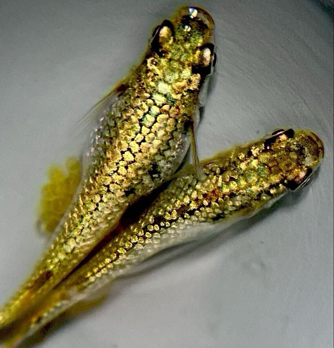 【㊥めだか】《ギラティナ》有精卵10個 最新品種(種親は本家サバンナ様ブリード個体)メダカ《検索》マーメイド マネー 銀洒 幻想拍卖