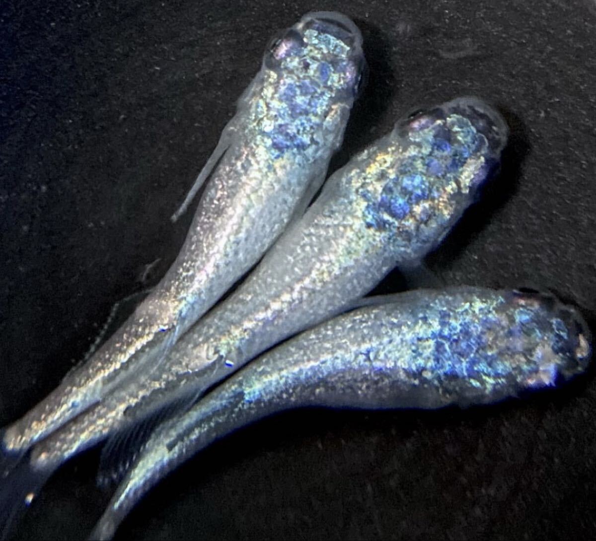 【㊥めだか】現物《碧Da》 極上トリオ(種親は本家様ブリード個体)☆メダカ☆①《検索》幻想 ギラティナ マーメイド マネー拍卖