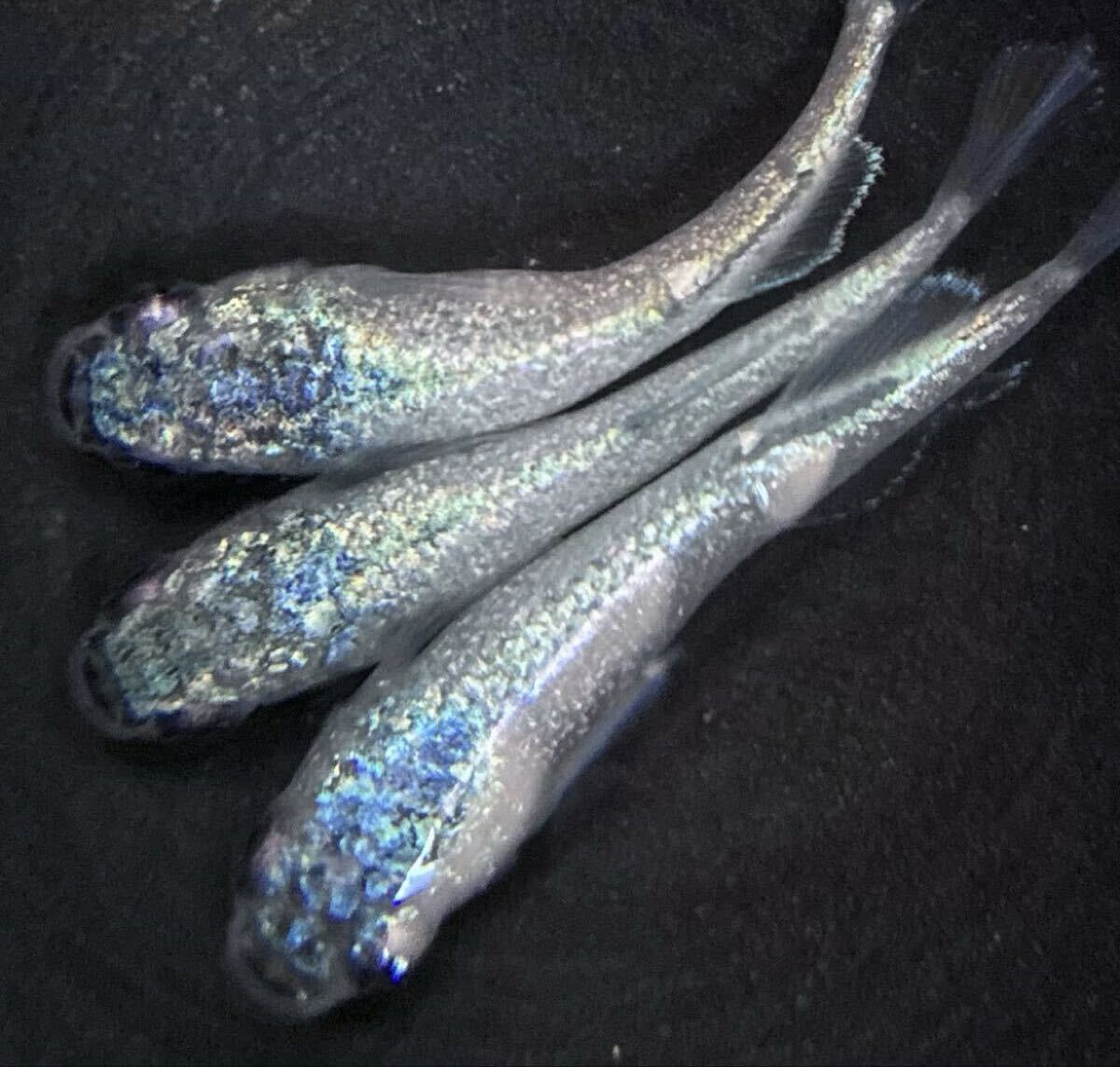 【㊥めだか】現物《碧Da》 極上トリオ(種親は本家様ブリード個体)☆メダカ☆②《検索》幻想 ギラティナ マーメイド マネー拍卖