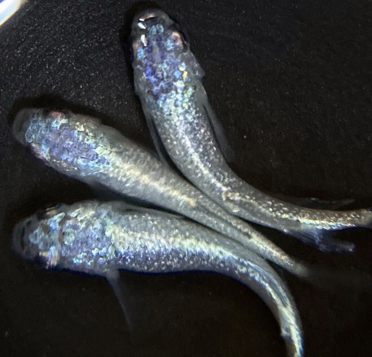 【㊥めだか】現物《碧Da》 極上トリオ(種親は本家様ブリード個体)☆メダカ☆②《検索》幻想 ギラティナ マーメイド マネー拍卖