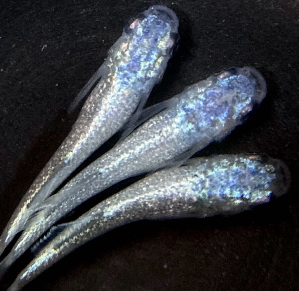 【㊥めだか】現物《碧Da》 極上トリオ(種親は本家様ブリード個体)☆メダカ☆①《検索》幻想 ギラティナ マーメイド マネー拍卖