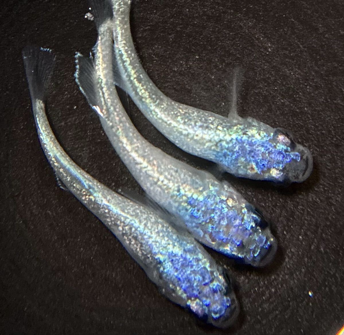 【㊥めだか】現物《碧Da》 極上トリオ(種親は本家様ブリード個体)☆メダカ☆①《検索》幻想 ギラティナ マーメイド マネー拍卖