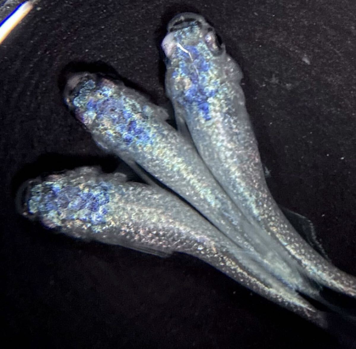 【㊥めだか】現物《碧Da》 極上トリオ(種親は本家様ブリード個体)☆メダカ☆①《検索》幻想 ギラティナ マーメイド マネー拍卖