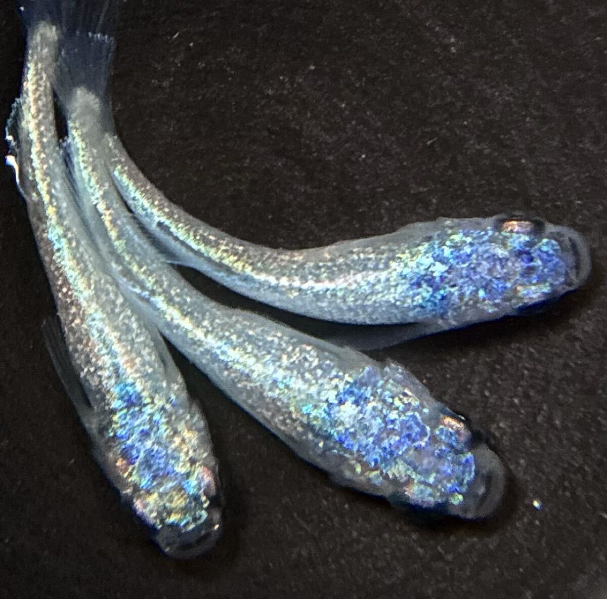 【㊥めだか】現物《碧Da》 極上トリオ(種親は本家様ブリード個体)☆メダカ☆②《検索》幻想 ギラティナ マーメイド マネー拍卖